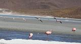 BOLIVIA 2 - Ruta de Las Joyas - Laguna Hedionda - Flamencos - 11